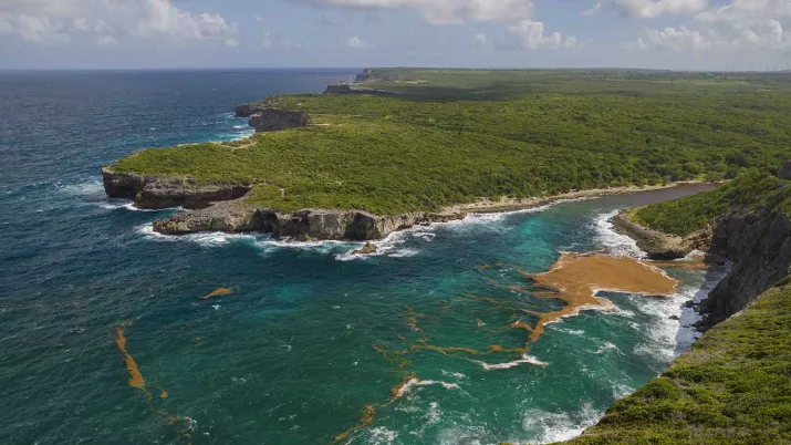 Le projet porté par Expertise France vise à limiter l’impact des échouages de sargasses dans la Caraïbe.