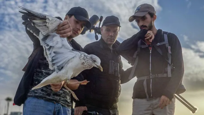 Membres du Grepom sauvant une mouette