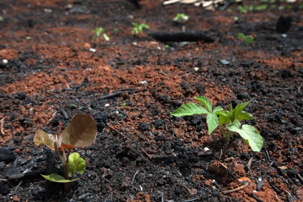 In Mexico, plants grow again after deforestation