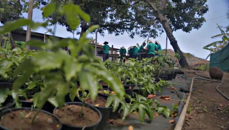 Agriculture, réinsertion, La Réunion