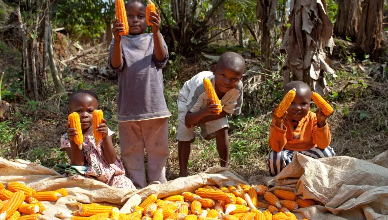 enfants, maïs, agriculture, Cameroun