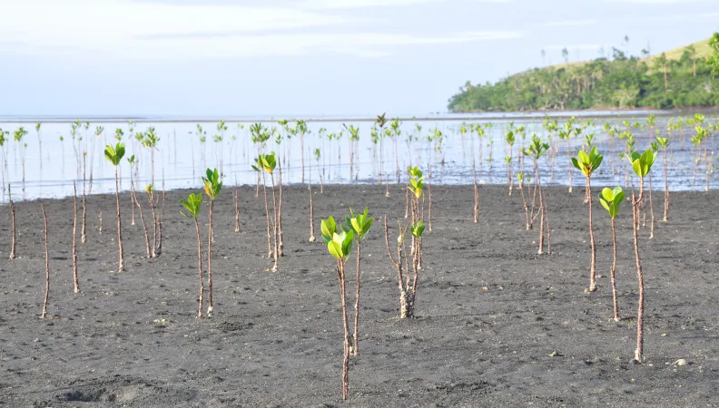 Environnement, pousses, terre, nature, Nouvelle-Calédonie