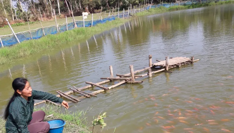 femme, poissons, élevage, aquaculture, Cambodge