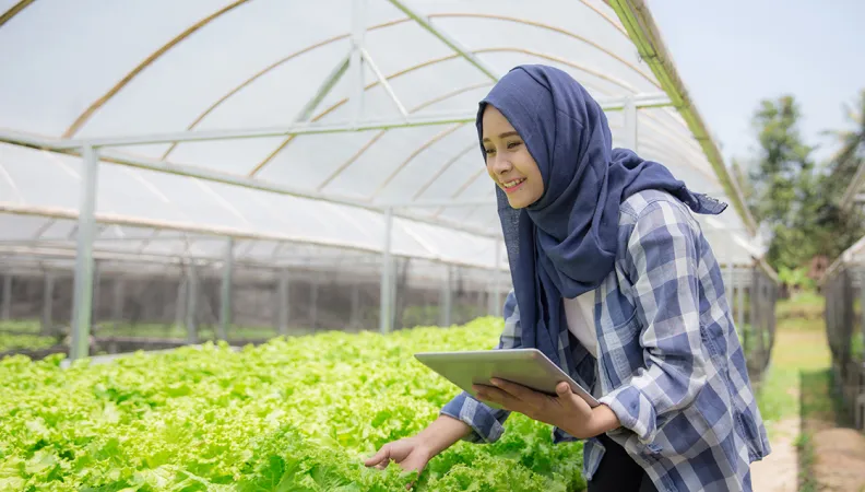 Agreenfi, illustration