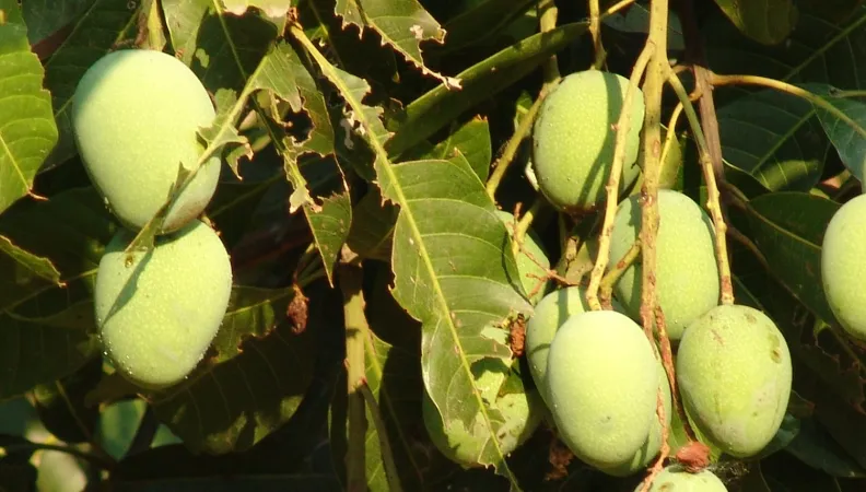 Nigéria, horticulture, ravageurs, agriculture
