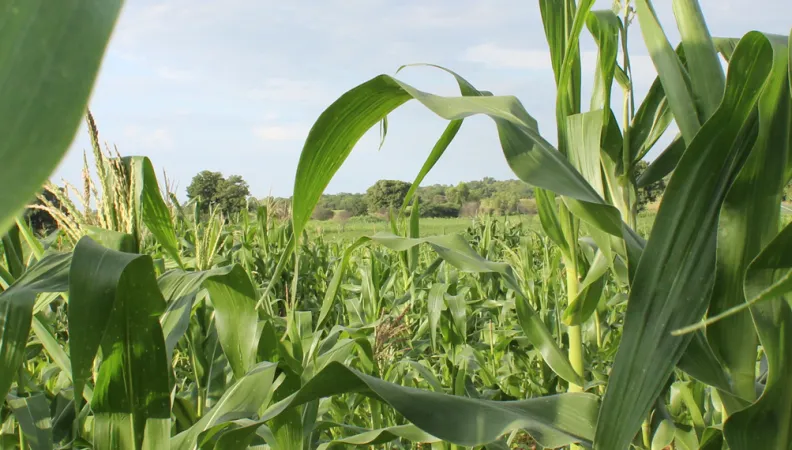 agriculture durable, agro-écologie, champ, Afrique Ouest