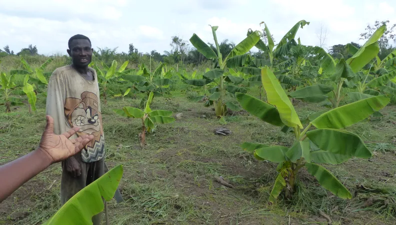 man, field, crops, food security