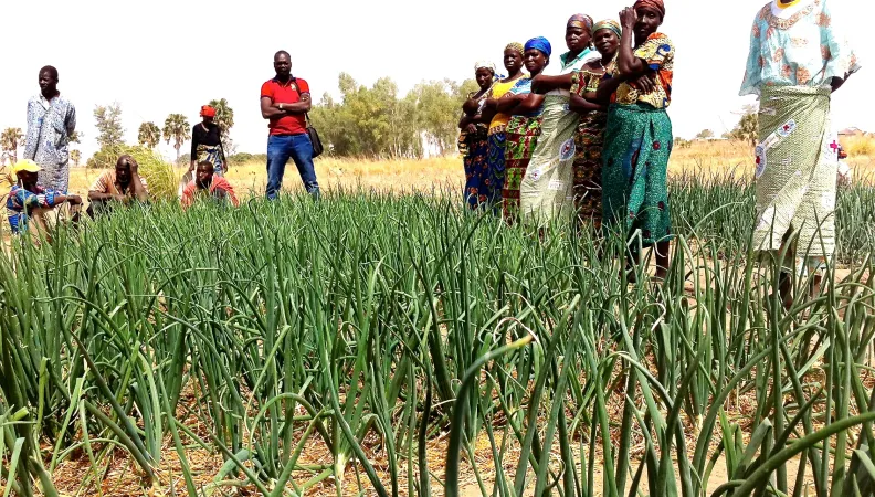 Soutenir une agriculture familiale et durable dans la région des Savanes - image