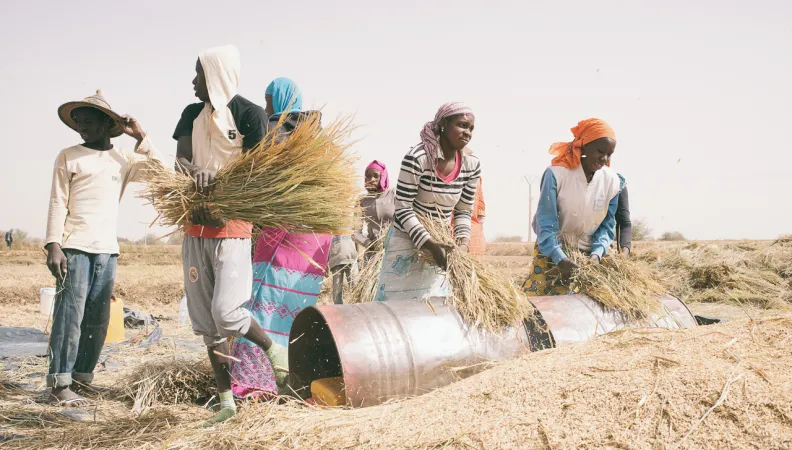 Améliorer la sécurité alimentaire dans la région de Matam - Image - 
