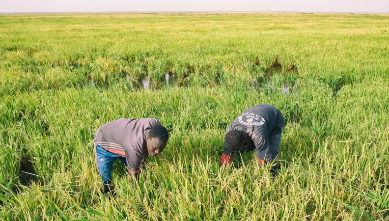 Soutenir la riziculture dans la vallée du fleuve Sénégal - Image -