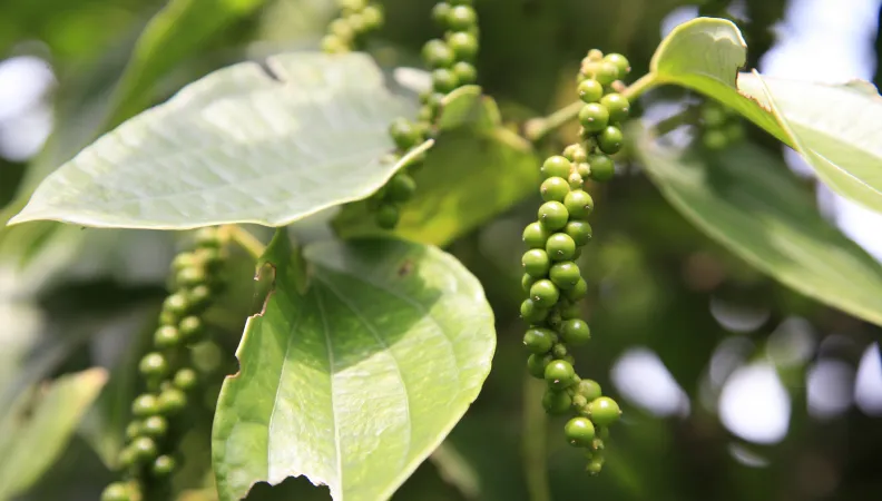 Valoriser le poivre de Kampot et le sucre de Kampong Speu  - Image -