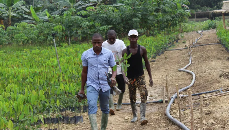 Appui à la relance des filières agricoles