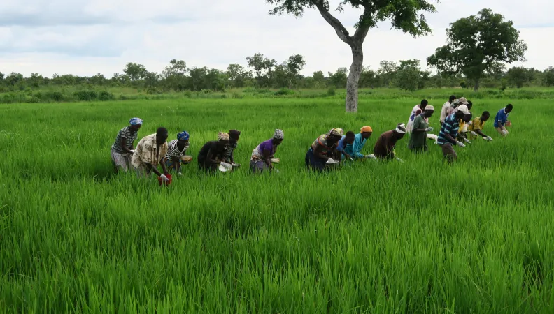 Augmenter la production de riz et soutenir les petits producteurs