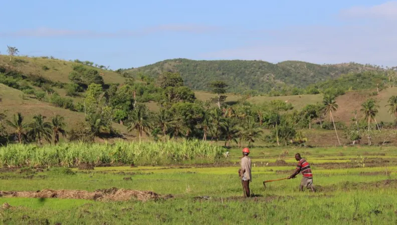 agriculture, Haïti, champs