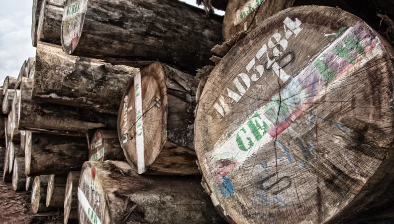Soutenir la filière forêt-bois gabonaise