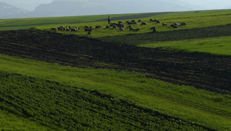 Accompagner la mise en oeuvre du Plan Maroc Vert dans les régions du Nord