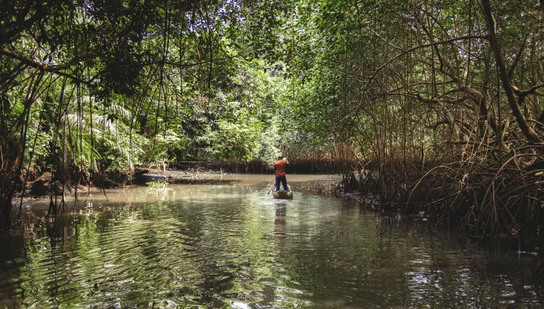 Lutte contre la déforestation grâce à la surveillance de l’environnement assistée par satellite