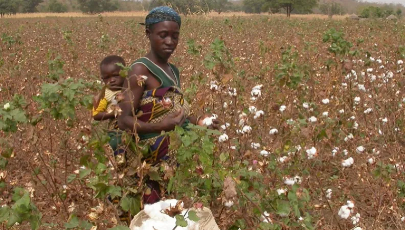 Bénin, Tazco, projet transition agroécologique, femme, champ, coton