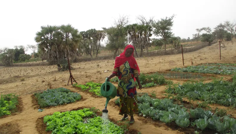 Promouvoir le développement rural grâce à l'agriculture dans les régions d’Agadez et de Tahoua