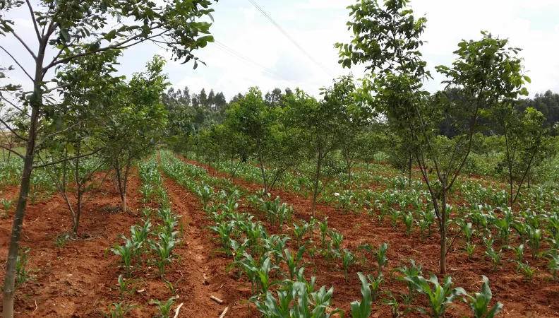 Reboiser pour lutter contre le changement climatique dans le Yunnan