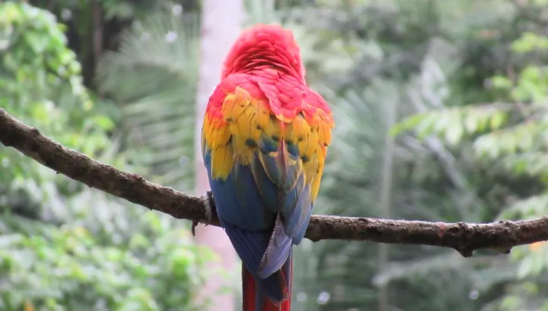 perroquet, biodiversité, nature, Mexique