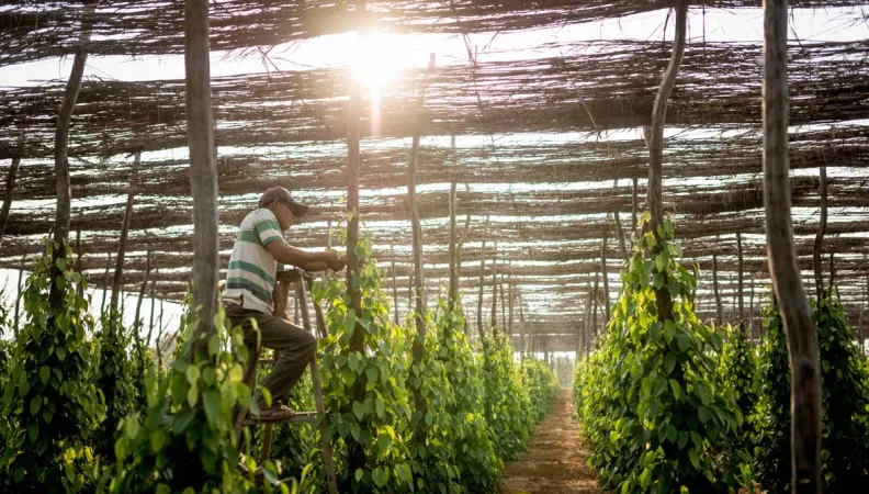 production poivre Kampot, Asie, agriculture