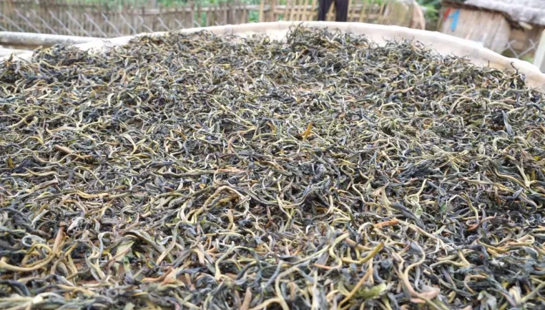 thé récolté, Laos