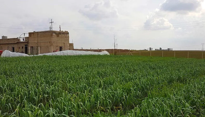 Contribuer au redémarrage des activités économiques agricoles dans le gouvernorat de Ninive
