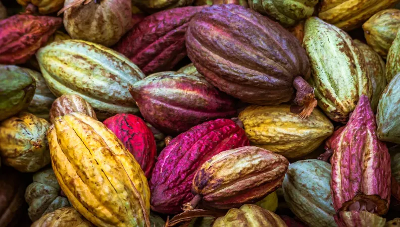 Les défis du secteur du cacao au Ghana