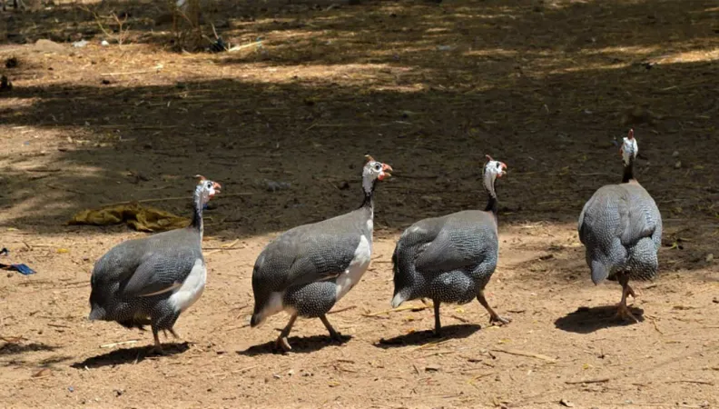 L’or gris des savanes - Appui à l’élevage de pintades au Togo, ONG Elevage sans frontières