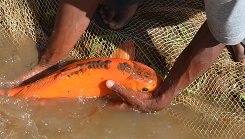Appui au développement de la pisciculture paysanne à Madagascar, ONG APDRA