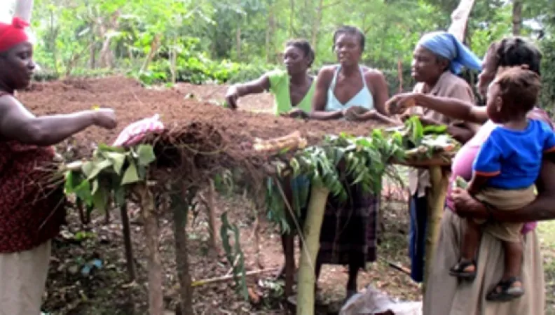 Structuration de la filière mangue pour le renforcement de l’économie paysanne  
