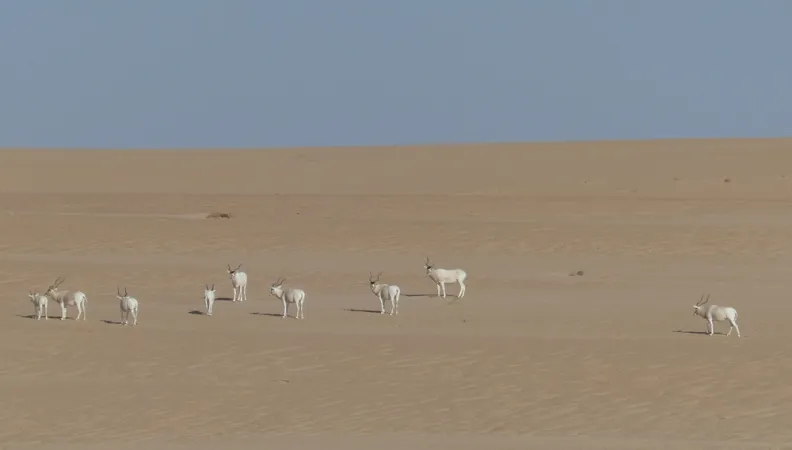 Appui à la gestion durable d’aires protégées sahélo-sahariennes