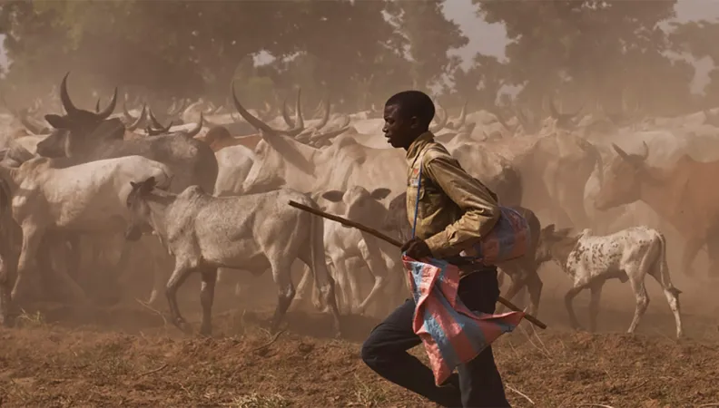 Mobilité et commerce du bétail en Afrique de l’Ouest 