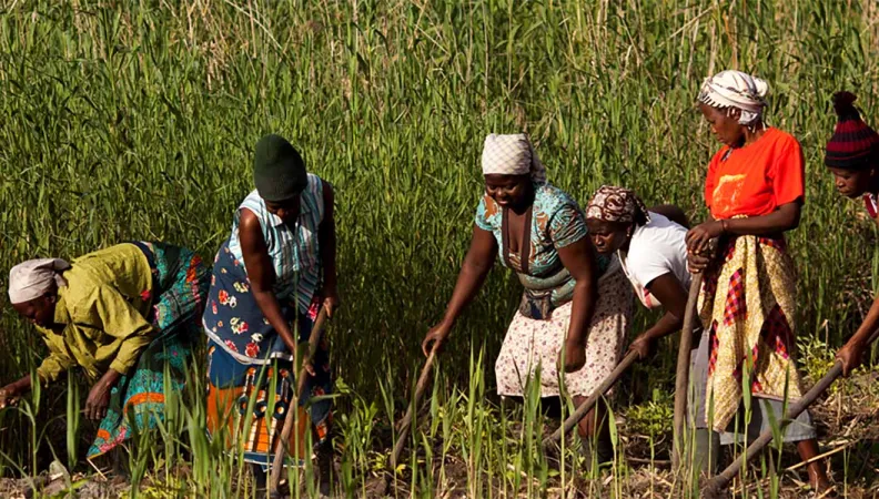 Agriculture urbaine et péri-urbaine durable