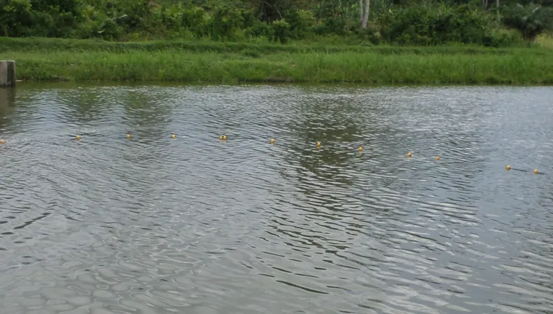 Favoriser le Développement des Filières Piscicoles