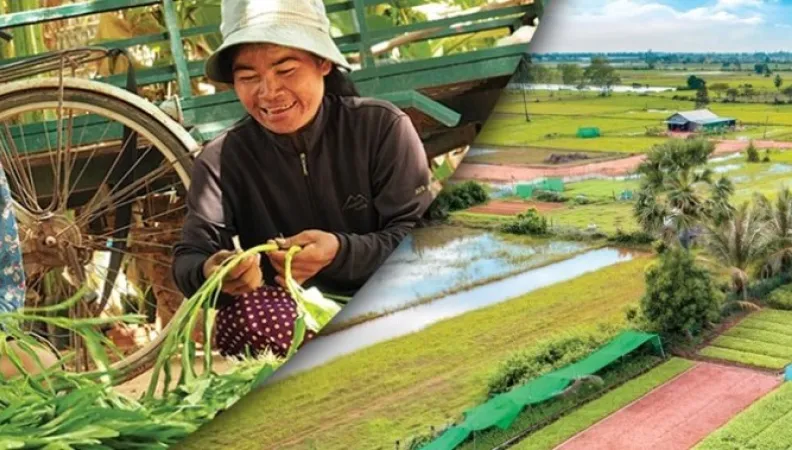 Intensification agro-écologique et diversification de l’agriculture