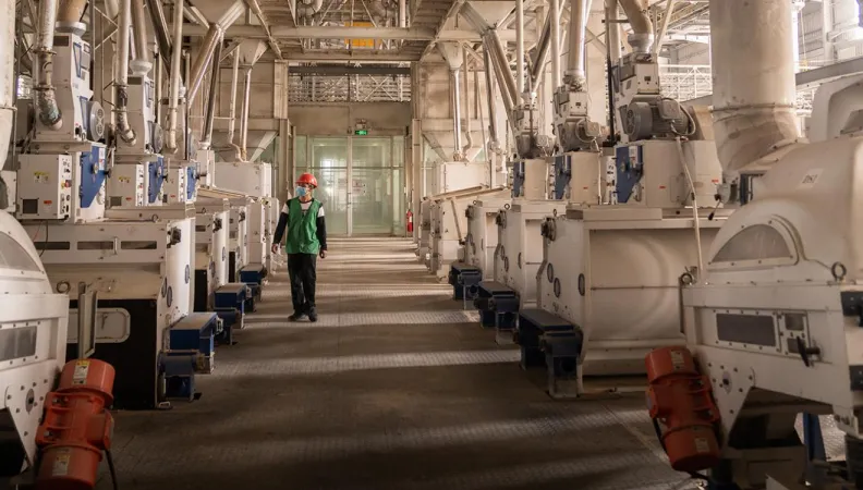 Usine de Golden Rice