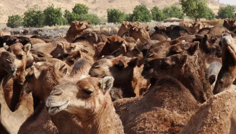Bounkassa Kiwo : développement durable de l’élevage pastoral dans les régions de Zinder et Diffa, Niger, AFD