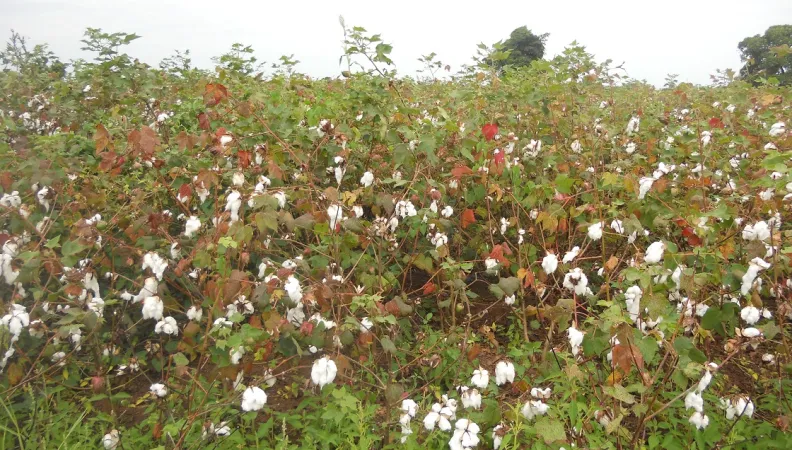 culture coton bénin afd