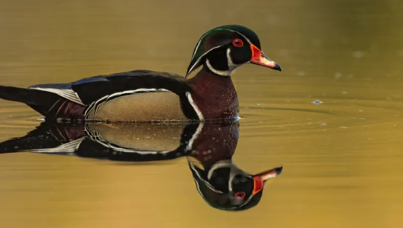 Water fowl biodiversity