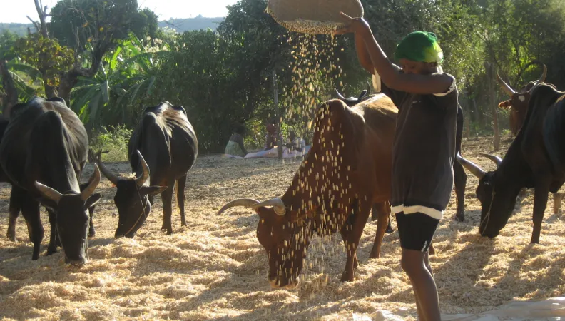 Appui à la consolidation et à l’autonomisation du réseau FAR