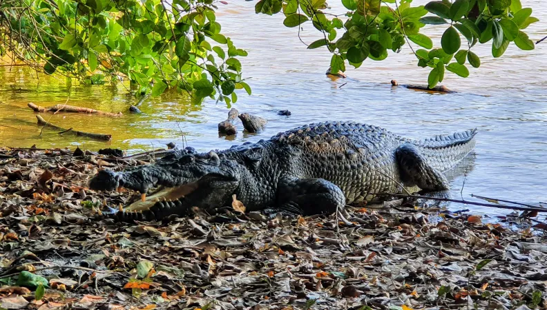 crocodile siam protection Laos 