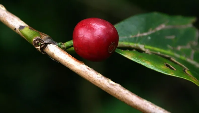 Le projet LEVEKAFE relance la filière au bénéfice des paysans par l’adaptation des pratiques au changement climatique 