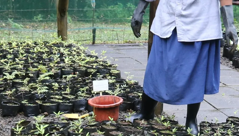 Pépinière, vallée de Ferney, Maurice
