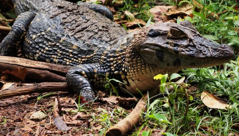 national park yasuni ecuador