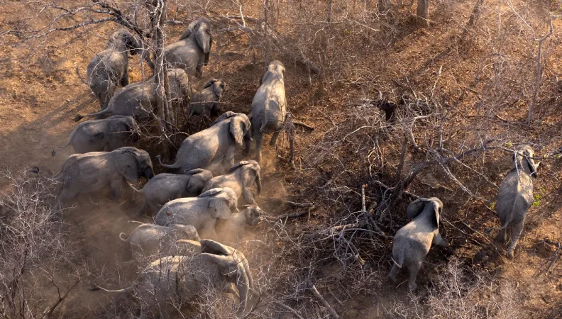 elephants Afrique biodiversité