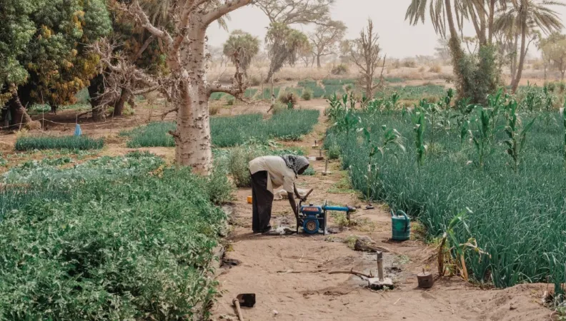 pasam grande muraille verte Niger agriculture
