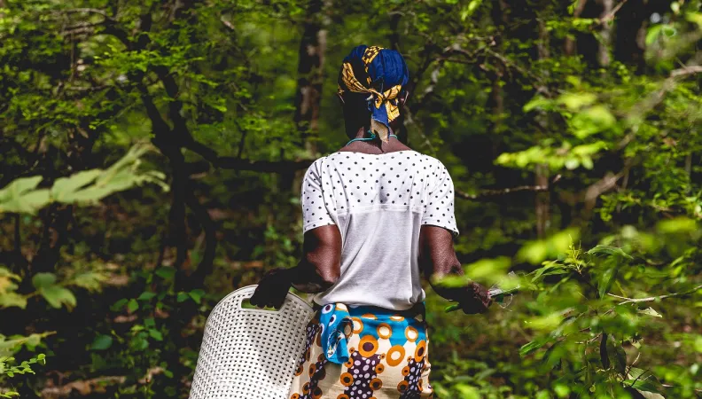 population forêts Afrique femme travail