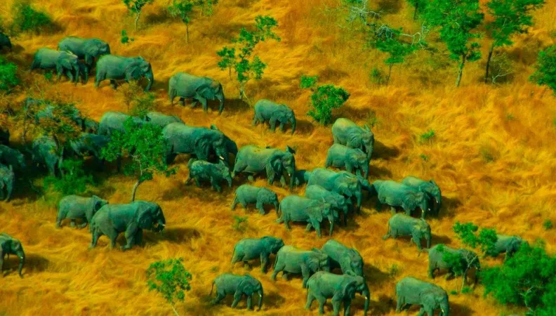 Troupeau d'éléphants dans le sud-ouest du Tchad